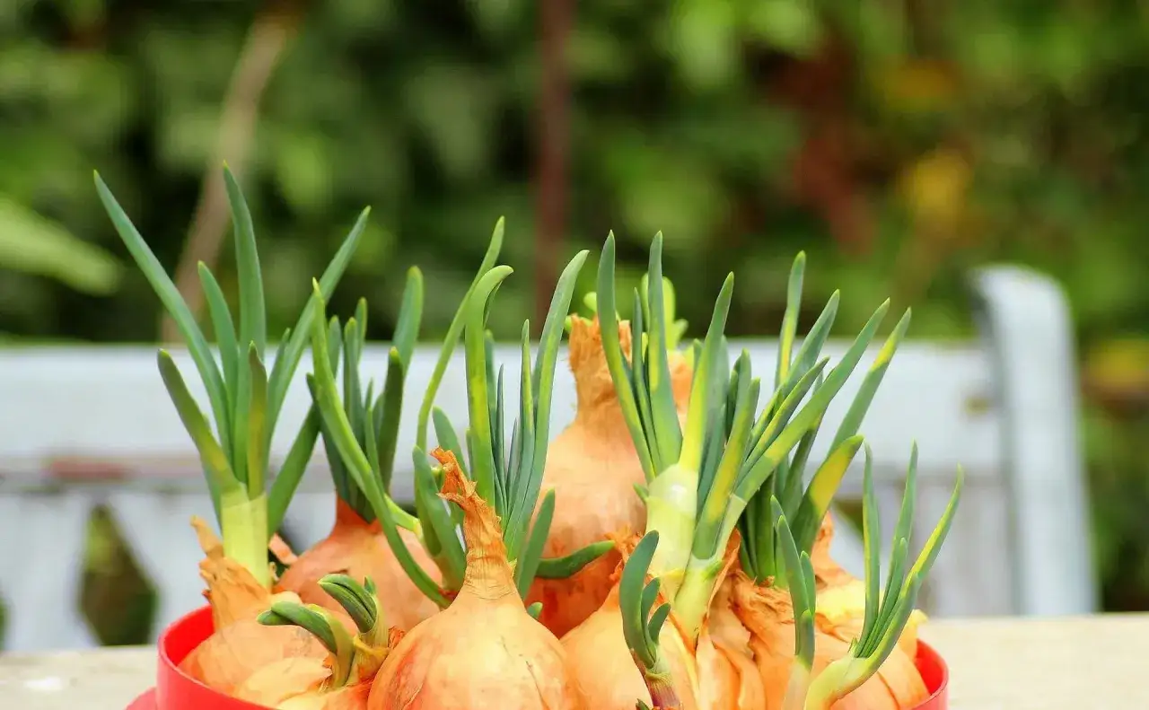 Zielone pędy wyrastają z cebul w czerwonym pojemniku. Prosty sposób, jak wyhodować szczypiorek w domu.