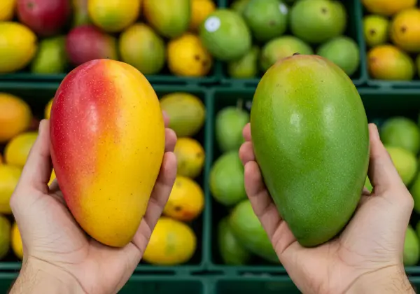 Jak wybrać idealne mango? Prosty przewodnik po zapachu i dotyku